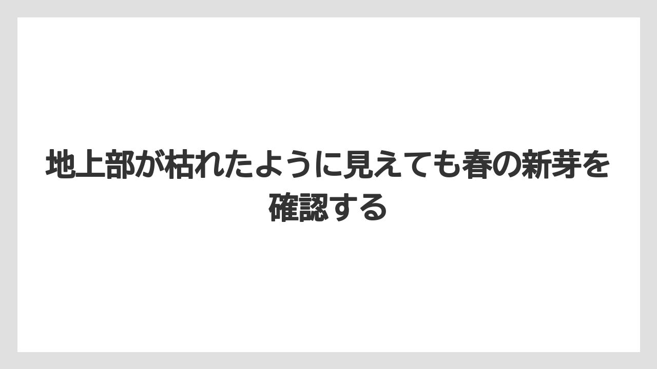 【栽培】【農園】【農業】地上部が枯れたように見えても春の新芽を確認する