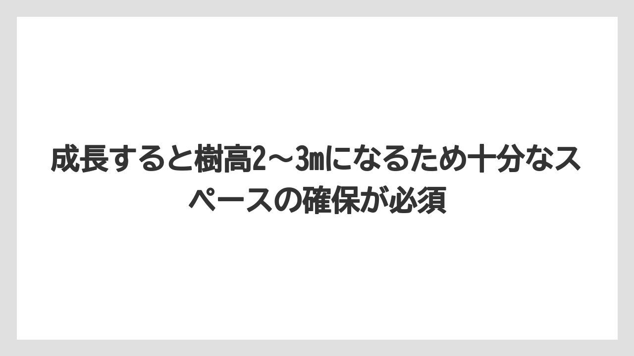 【ビバーナム】【後悔】【栽培】【植え】【育て方】成長すると樹高2〜3mになるため十分なスペースの確保が必須