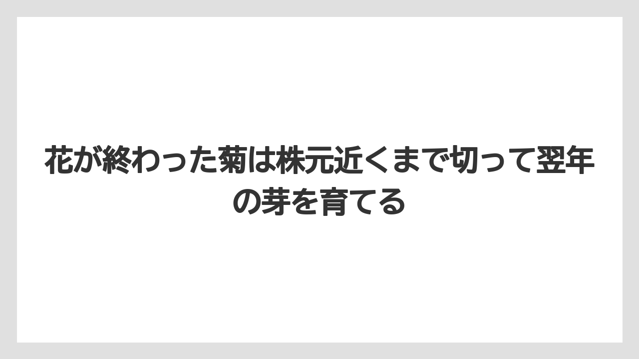 【栽培】【農園】【農業】花が終わった菊は株元近くまで切って翌年の芽を育てる