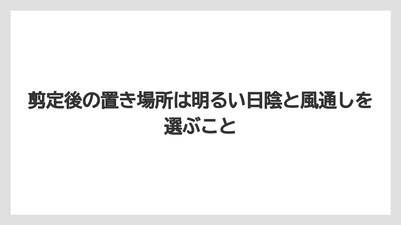 剪定後の置き場所は明るい日陰と風通しを選ぶこと