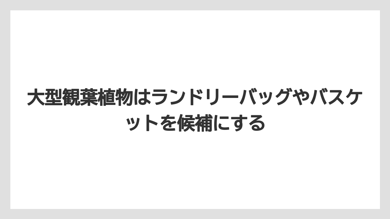 【100均】【サンスベリア】【パキラ】【モンステラ】【多肉植物】大型観葉植物はランドリーバッグやバスケットを候補にする