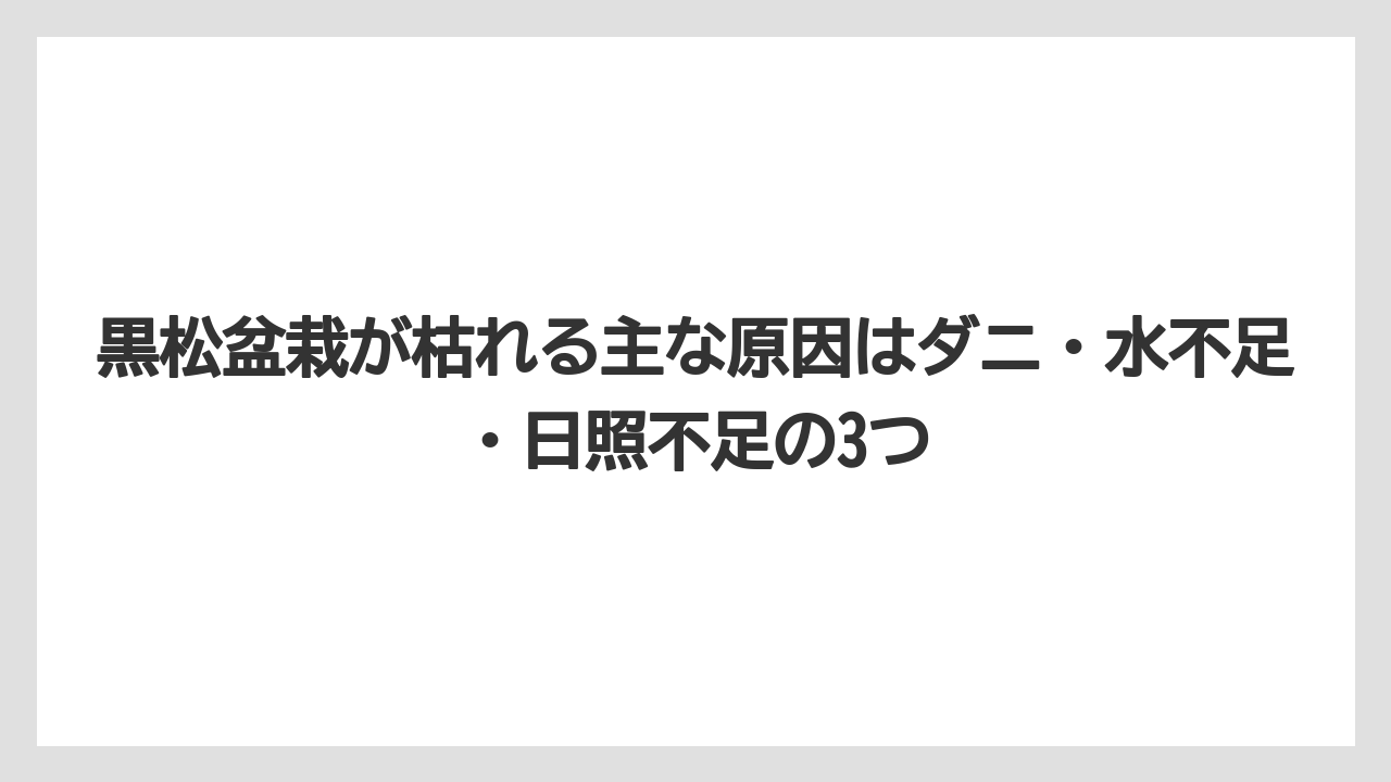 【栽培】【農園】【農業】黒松盆栽が枯れる主な原因はダニ・水不足・日照不足の3つ