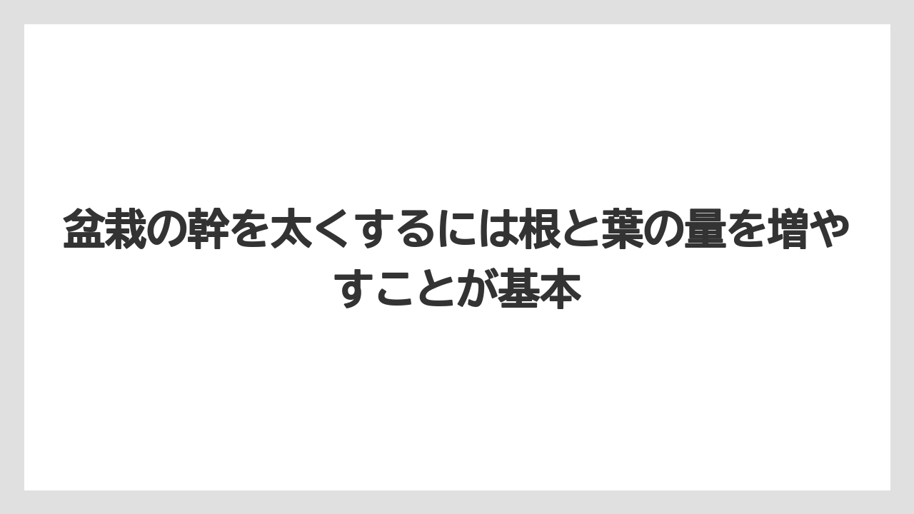 【100均】【もみじ】【ゼオライト】【バラ】【栽培】盆栽の幹を太くするには根と葉の量を増やすことが基本