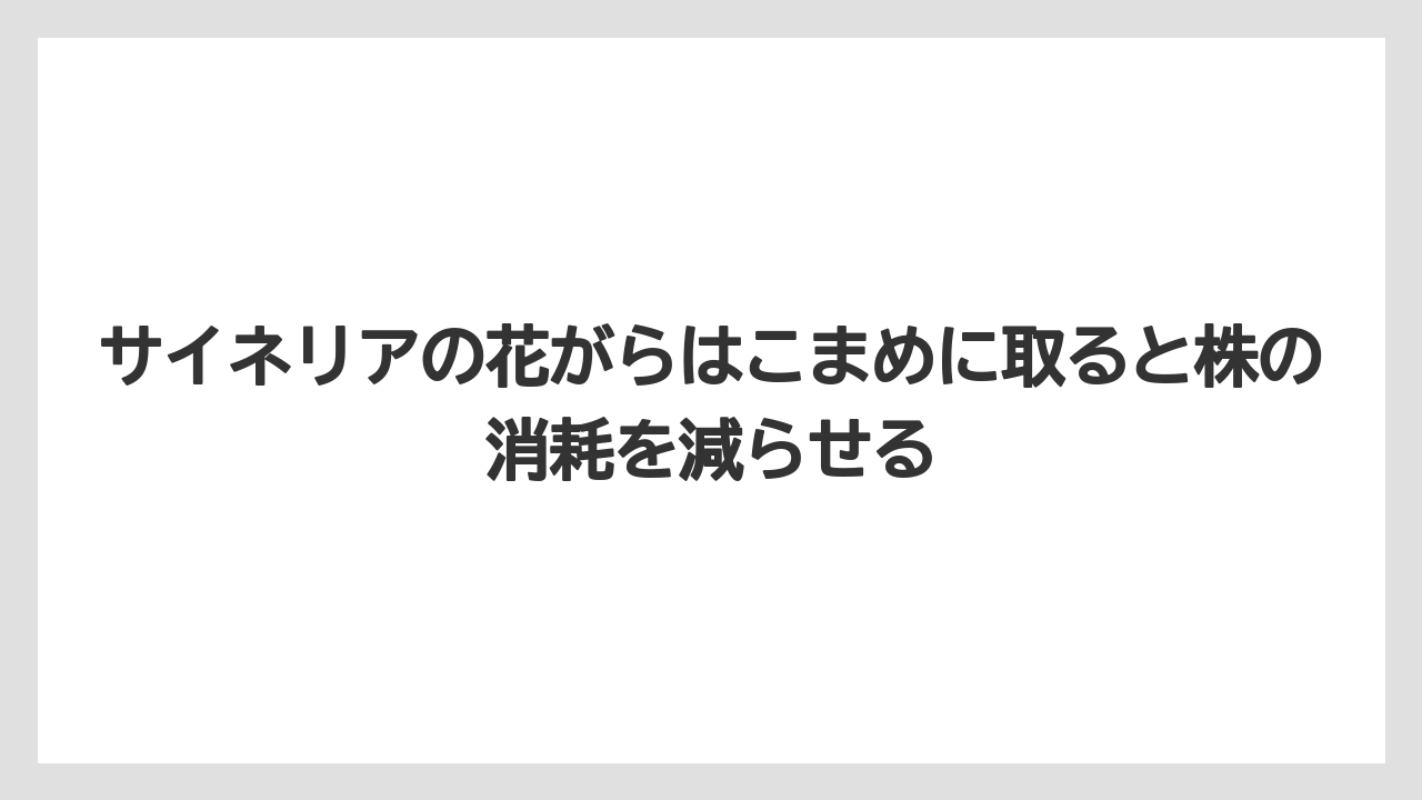 【栽培】【肥料】【農業】サイネリアの花がらはこまめに取ると株の消耗を減らせる