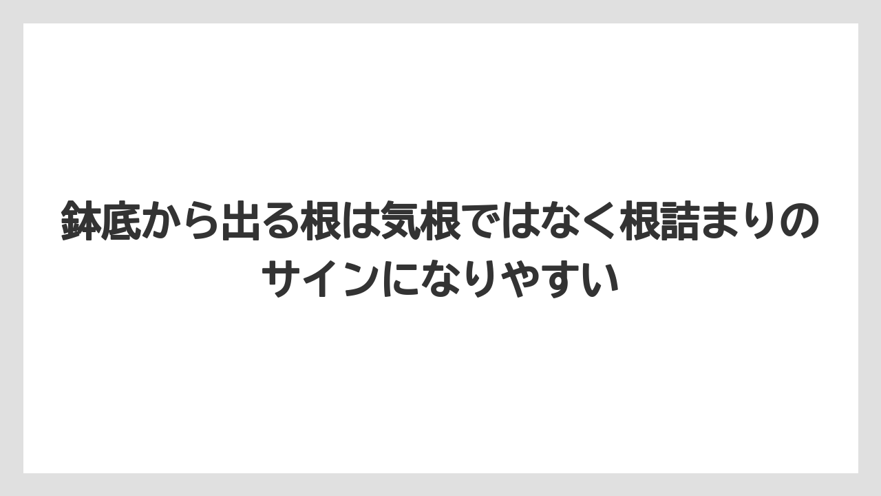 【モンステラ】【栽培】【農業】鉢底から出る根は気根ではなく根詰まりのサインになりやすい