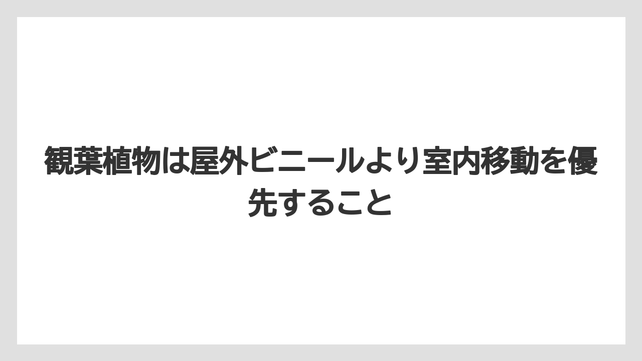 観葉植物は屋外ビニールより室内移動を優先すること