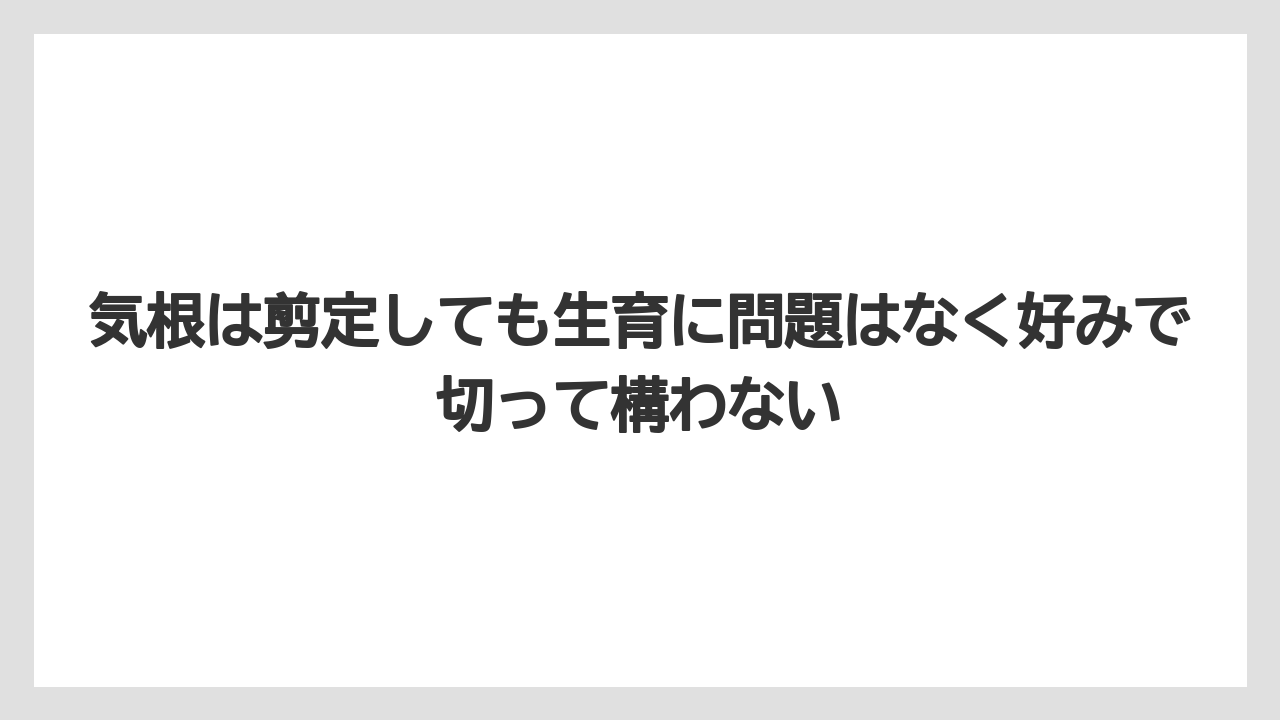 【ガジュマル】【剪定】【栽培】気根は剪定しても生育に問題はなく好みで切って構わない