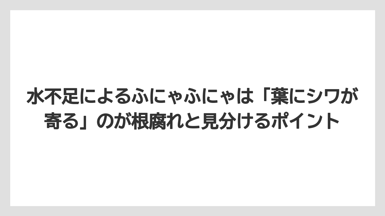 【木】【栽培】【農業】水不足によるふにゃふにゃは「葉にシワが寄る」のが根腐れと見分けるポイント