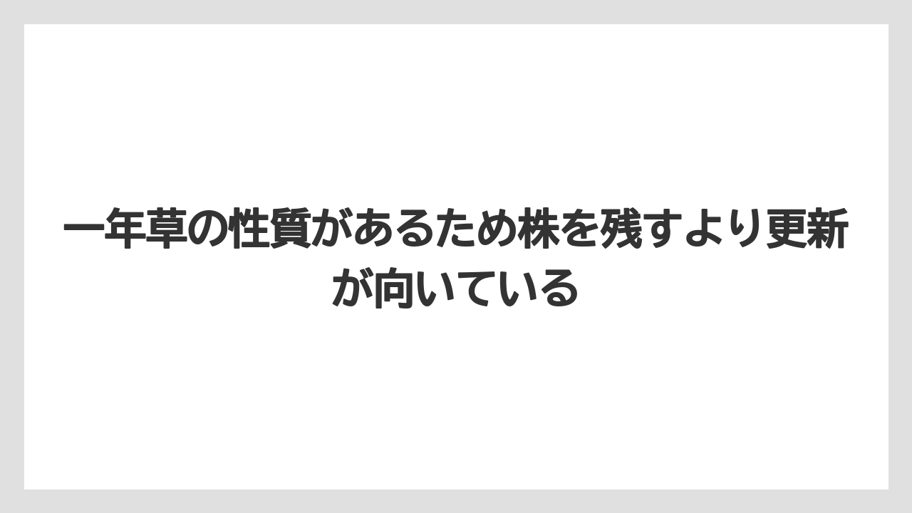 【栽培】【草】【越し】一年草の性質があるため株を残すより更新が向いている