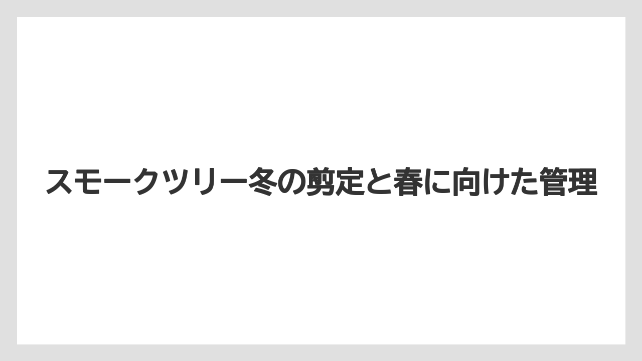 【スモークツリー】【剪定】【枯れ】【栽培】鉢植えの冬越しは地植えより乾燥と凍結を観察すること