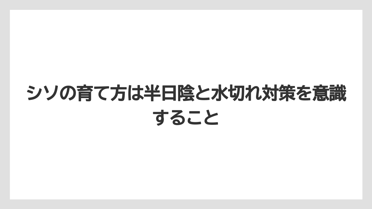 【いけない】【大葉】【庭】【栽培】【植え】シソの育て方は半日陰と水切れ対策を意識すること