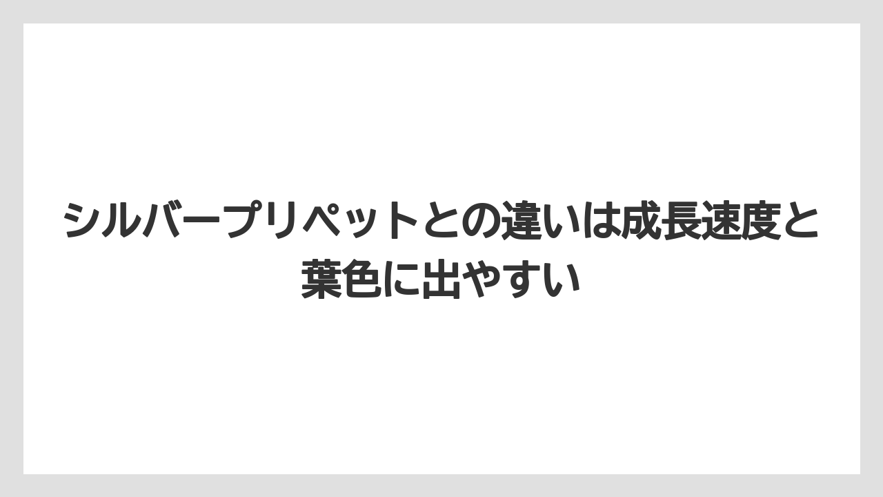 【レモン】【栽培】【農業】シルバープリペットとの違いは成長速度と葉色に出やすい