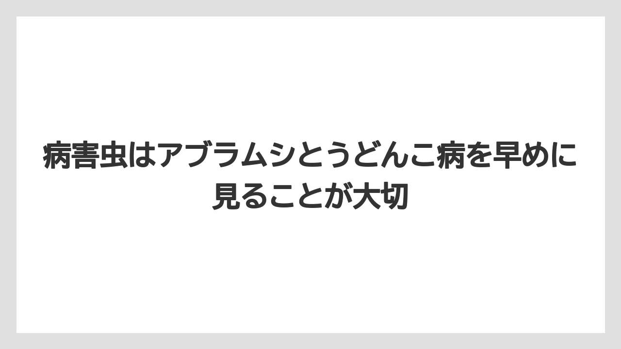 【支柱】【栽培】【豆苗】【農業】病害虫はアブラムシとうどんこ病を早めに見ることが大切