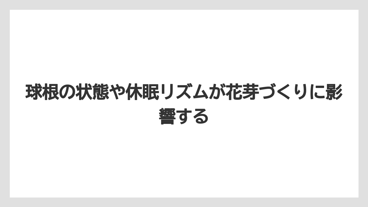【栽培】【花】【葉】球根の状態や休眠リズムが花芽づくりに影響する
