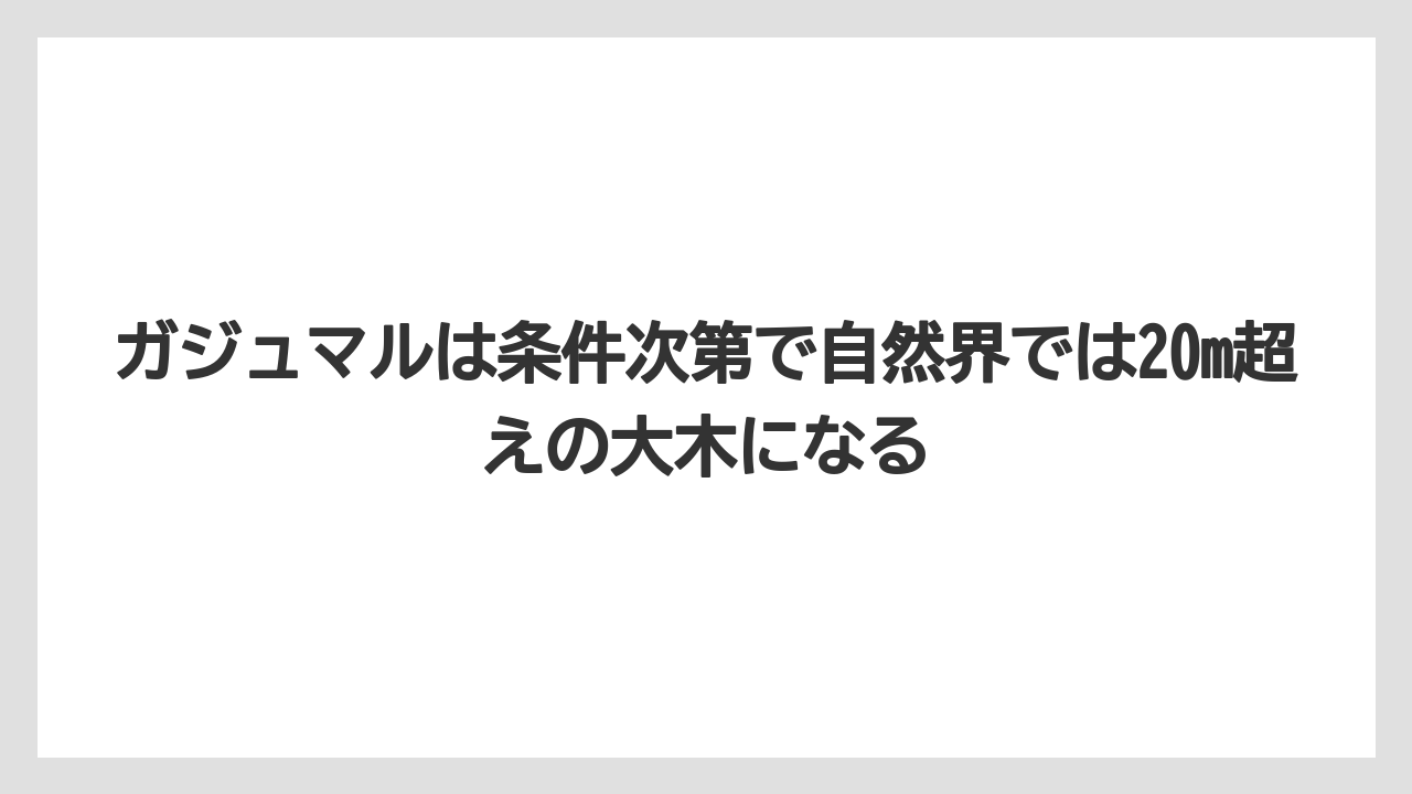 【ガジュマル】【剪定】【栽培】ガジュマルは条件次第で自然界では20m超えの大木になる