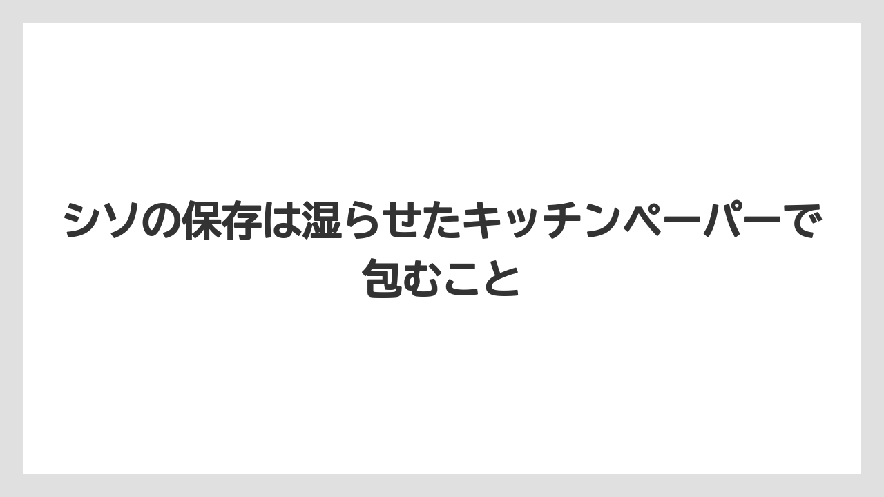 【いけない】【大葉】【庭】【栽培】【植え】シソの保存は湿らせたキッチンペーパーで包むこと