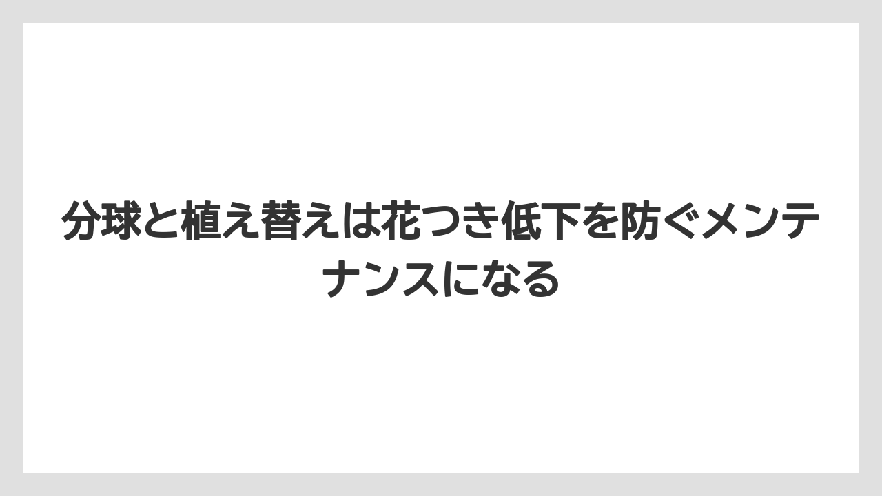 【栽培】【農園】【農業】分球と植え替えは花つき低下を防ぐメンテナンスになる