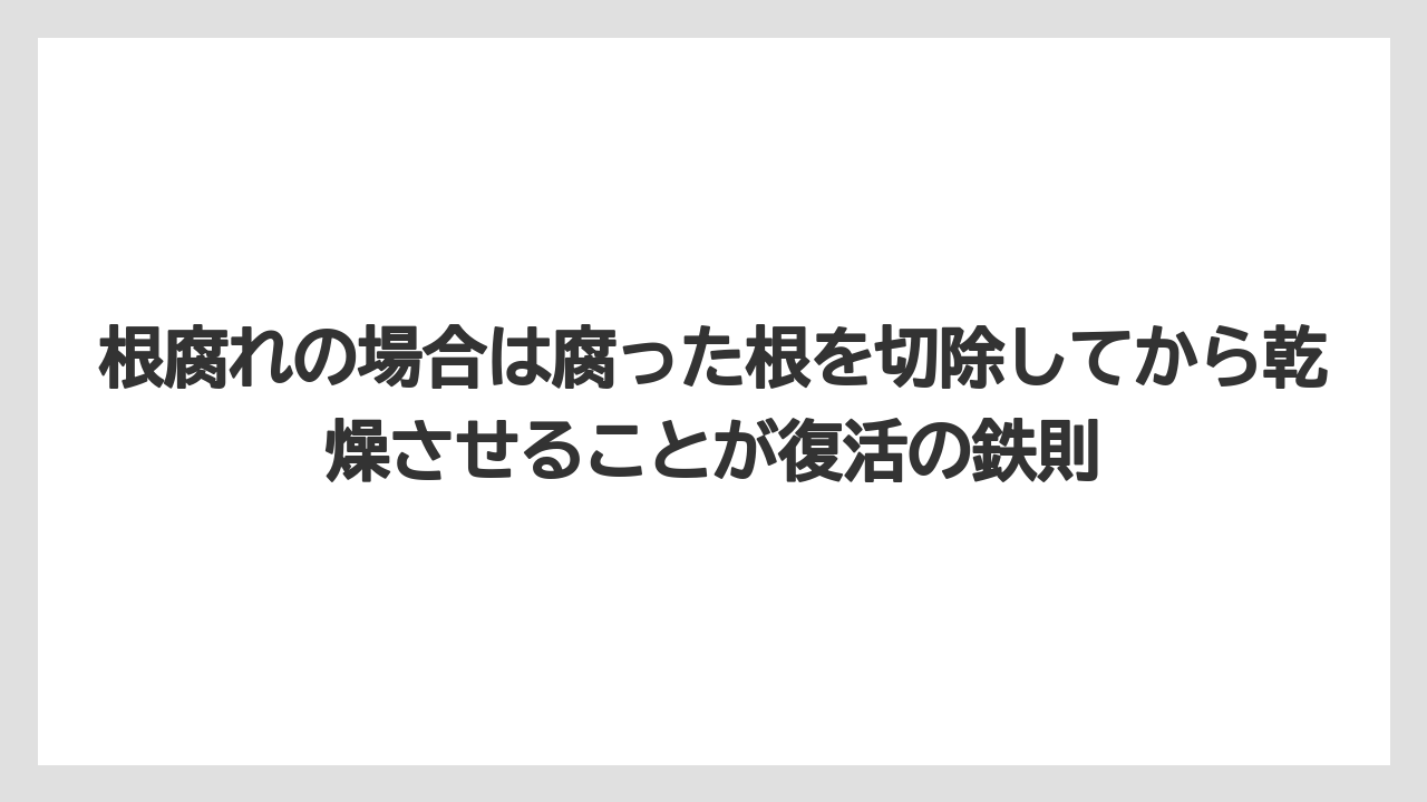 【木】【栽培】【農業】根腐れの場合は腐った根を切除してから乾燥させることが復活の鉄則