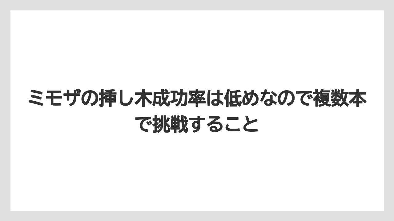 【バラ】【ミモザ】【メネデール】【栽培】【肥料】ミモザの挿し木成功率は低めなので複数本で挑戦すること