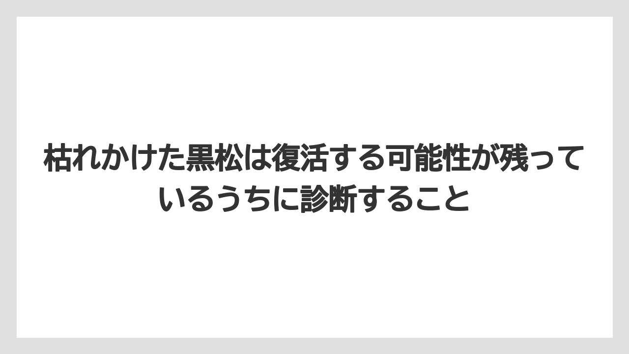 【枯れ】【栽培】【農業】枯れかけた黒松は復活する可能性が残っているうちに診断すること