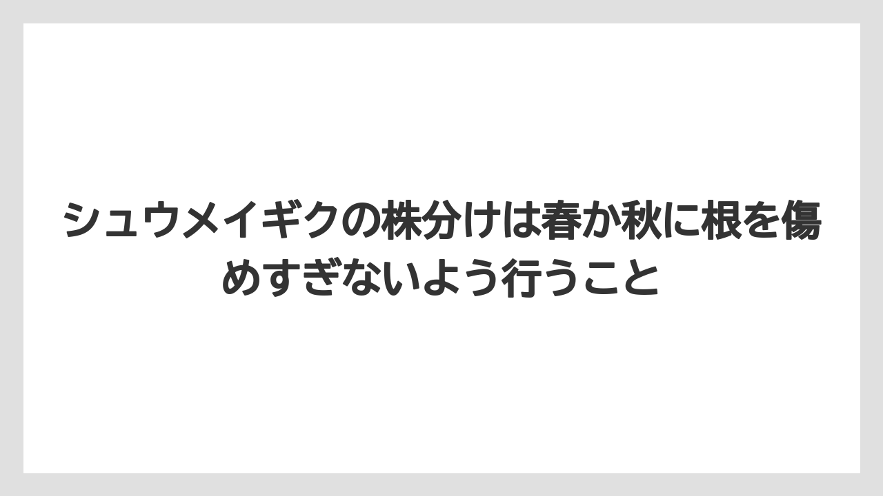 【栽培】【農園】【農業】シュウメイギクの株分けは春か秋に根を傷めすぎないよう行うこと
