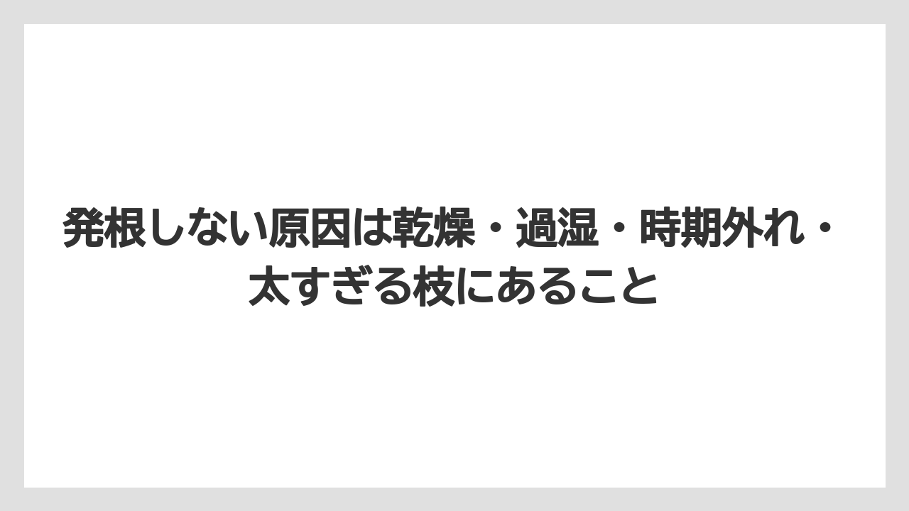 【バラ】【ミモザ】【メネデール】【栽培】【肥料】発根しない原因は乾燥・過湿・時期外れ・太すぎる枝にあること