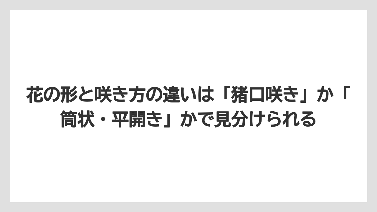 【栽培】【農園】【農業】花の形と咲き方の違いは「猪口咲き」か「筒状・平開き」かで見分けられる