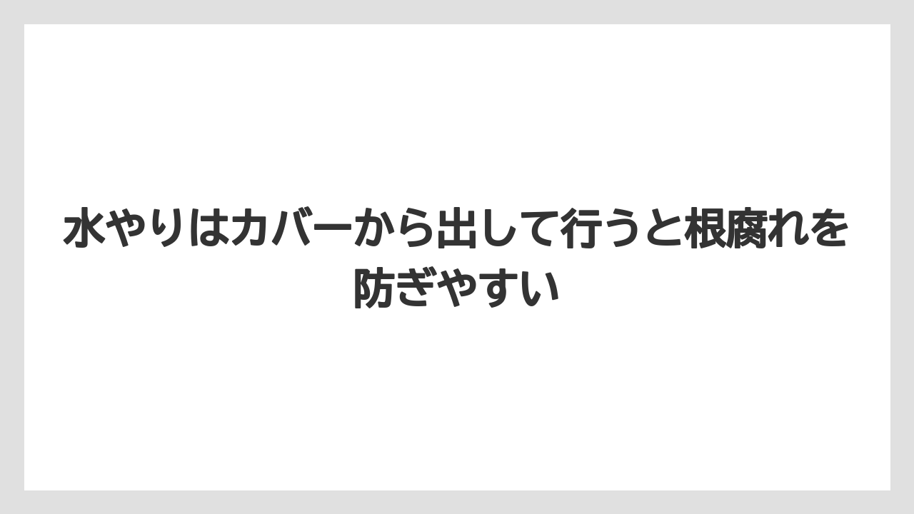 【100均】【サンスベリア】【パキラ】【モンステラ】【多肉植物】水やりはカバーから出して行うと根腐れを防ぎやすい