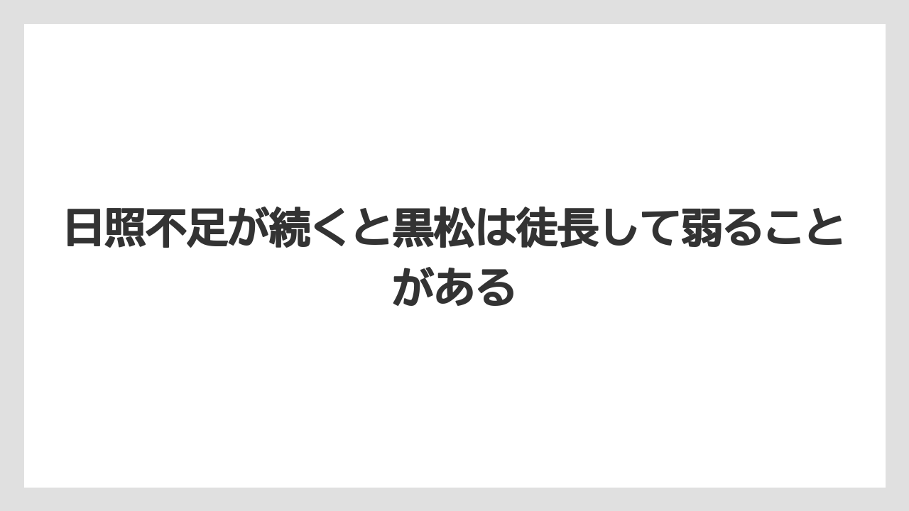 【栽培】【葉】【農業】日照不足が続くと黒松は徒長して弱ることがある
