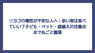 ソヨゴの毒性が不安な人へ｜赤い実は食べていい？子ども・ペット・庭植えの注意点まで丸ごと整理