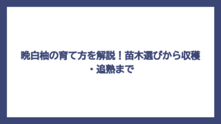晩白柚の育て方を解説！苗木選びから収穫・追熟まで