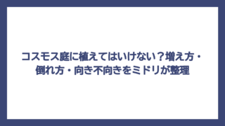 コスモス庭に植えてはいけない？増え方・倒れ方・向き不向きをミドリが整理