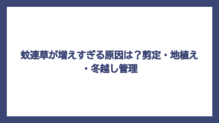 蚊連草が増えすぎる原因は？剪定・地植え・冬越し管理
