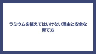 ラミウムを植えてはいけない理由と安全な育て方