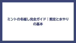 ミントの冬越し完全ガイド｜剪定と水やりの基本