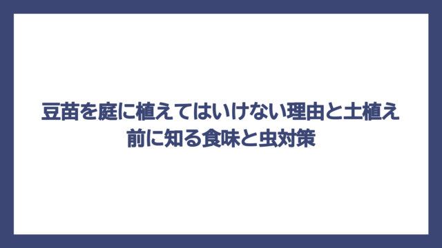 豆苗を庭に植えてはいけない理由と土植え前に知る食味と虫対策