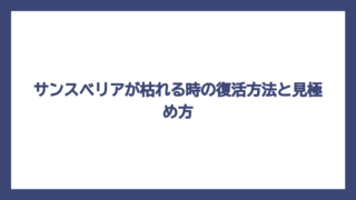 サンスベリアが枯れる時の復活方法と見極め方
