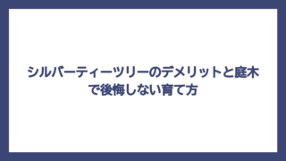 シルバーティーツリーのデメリットと庭木で後悔しない育て方
