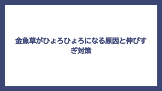 金魚草がひょろひょろになる原因と伸びすぎ対策