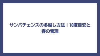 サンパチェンスの冬越し方法｜10度目安と春の管理