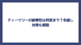 ティーツリーの耐寒性は何度まで？冬越し対策も解説