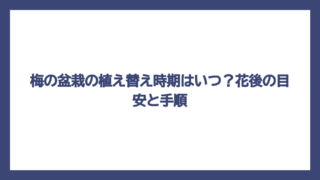 梅の盆栽の植え替え時期はいつ？花後の目安と手順