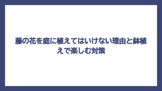 藤の花を庭に植えてはいけない理由と鉢植えで楽しむ対策