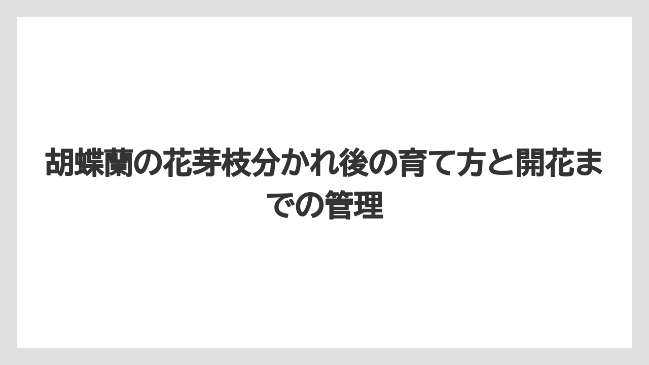 【栽培】【育て方】【胡蝶蘭】【花】花芽誘導のコツと支柱の立て方