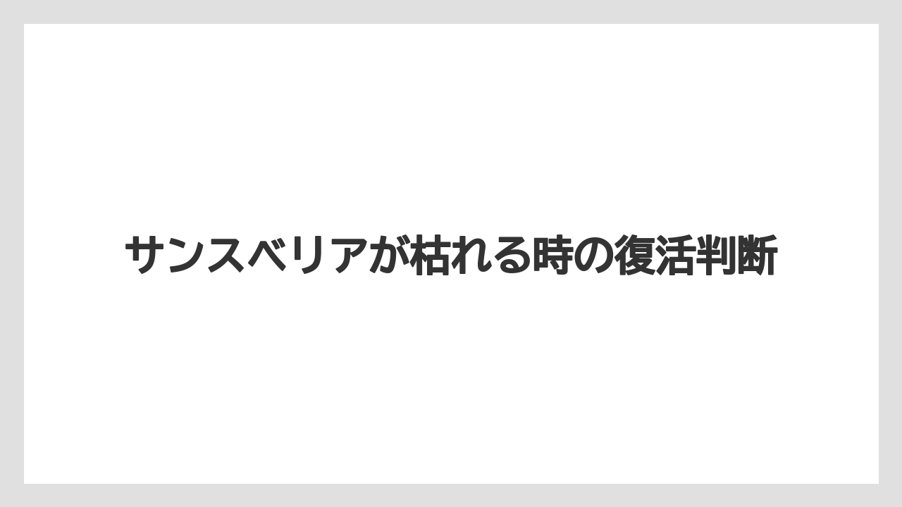 サンスベリアが枯れる時の復活判断