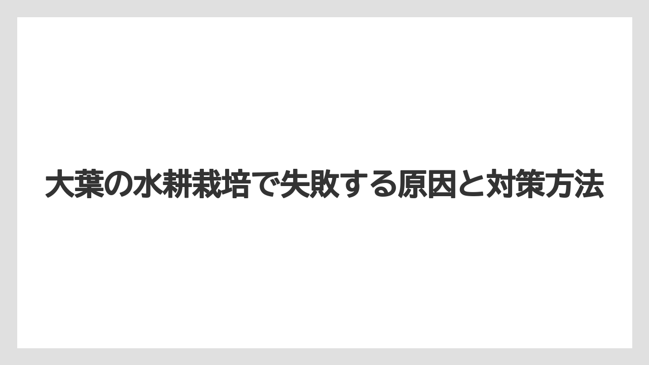 大葉の水耕栽培で失敗する原因と対策方法