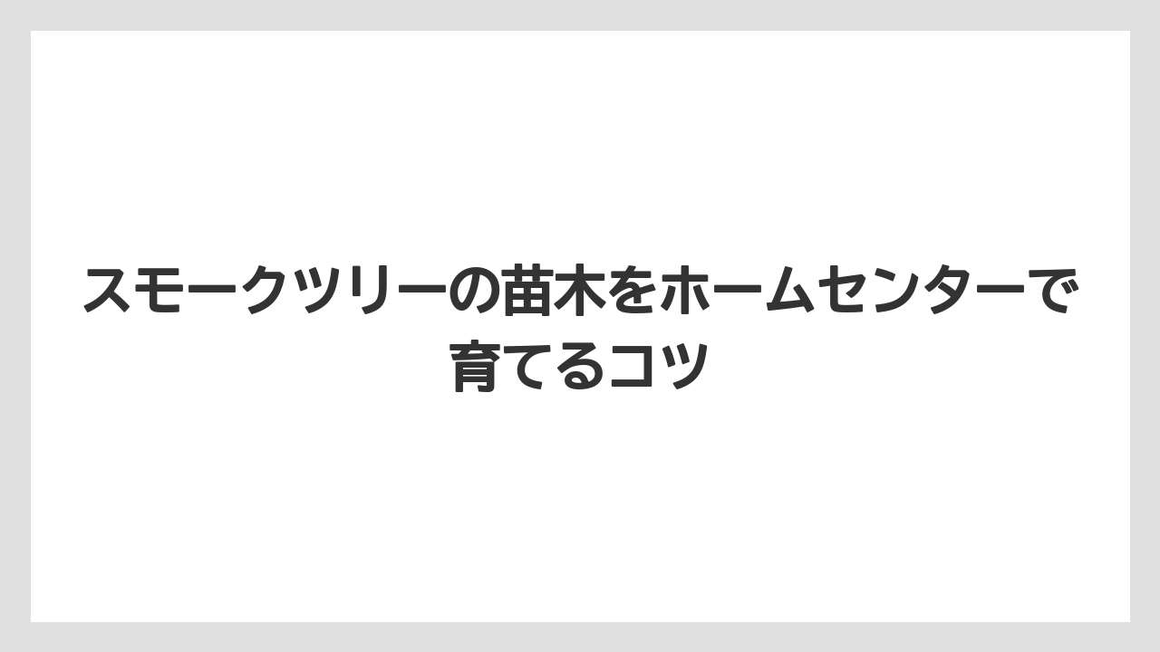 【スモークツリー】【栽培】【苗】ホームセンターと通販の使い分け