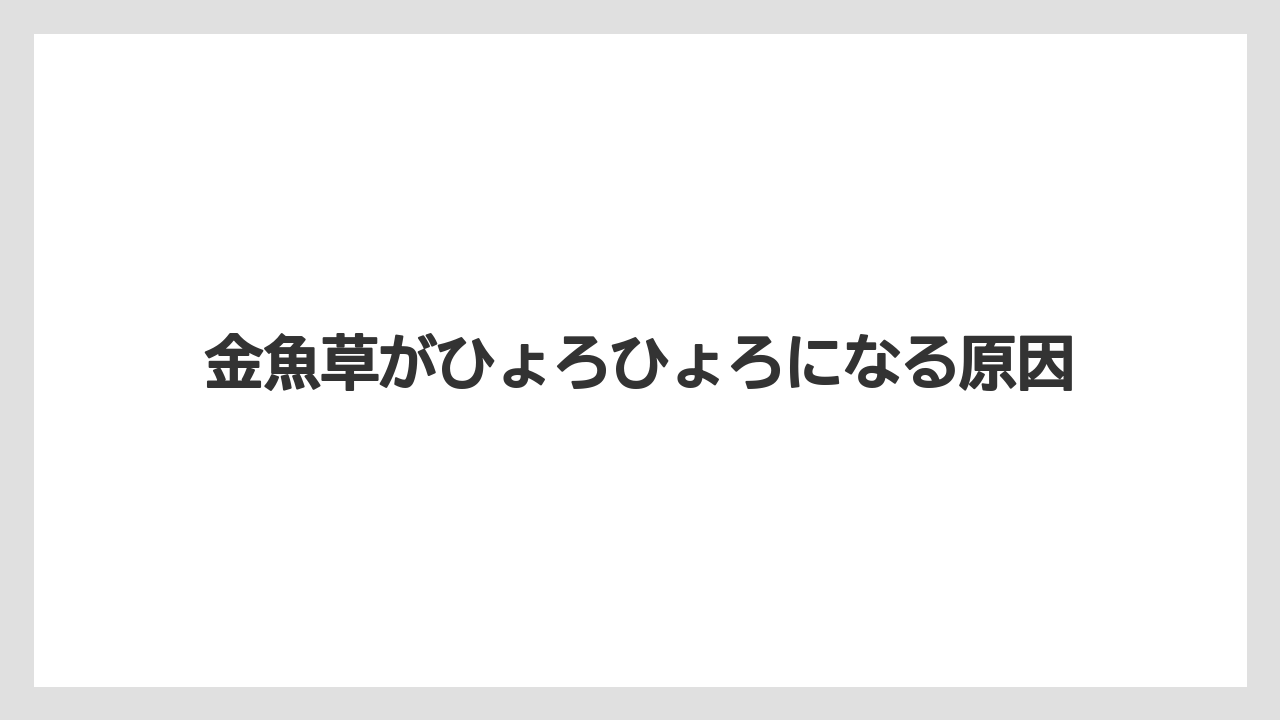 金魚草がひょろひょろになる原因