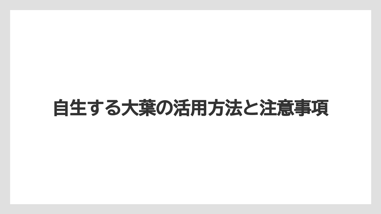 【大葉】【庭】【栽培】自生大葉の収穫適期と方法