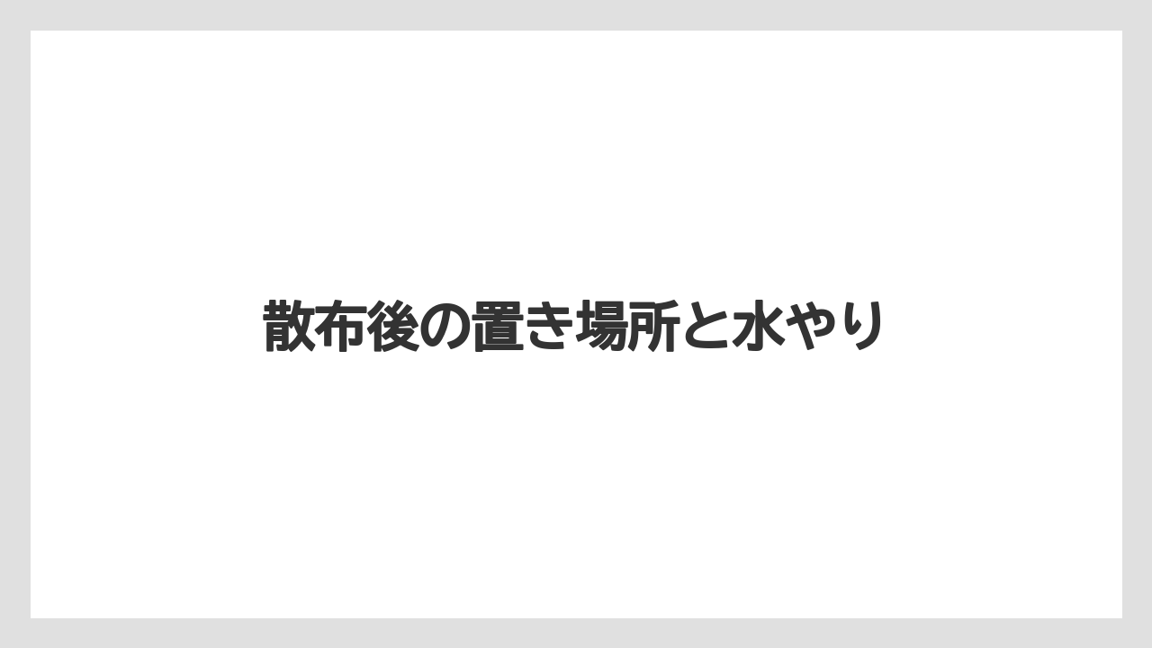 【うどんこ】【アガベ】【ベニカ】【ベニカX】【水やり】散布後の置き場所と水やり